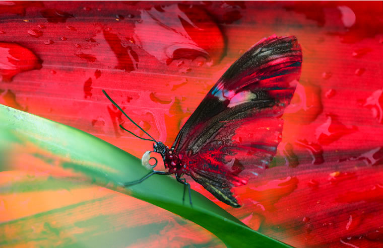 digital art equanimity